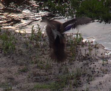 [Mallard with its back to the camera is coming in for a landing on some ground near water. Its tail feathers are completely fanned and only the blue and white of the right wing is visible from this angle.]